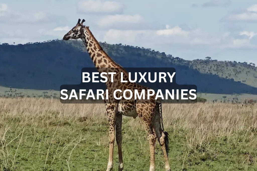 20 Best Luxury Safari Companies BEST SAFARI LUXURY COMPANIES