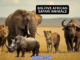 big 5 african safari animals