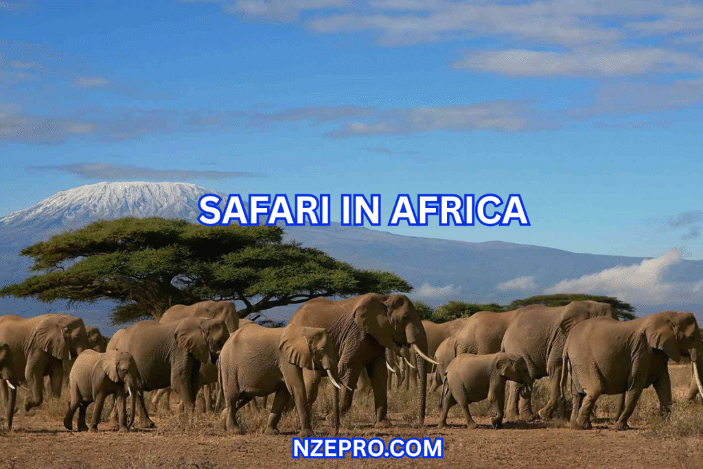 Safari in Africa: 10 Best African Countries safari in Africa