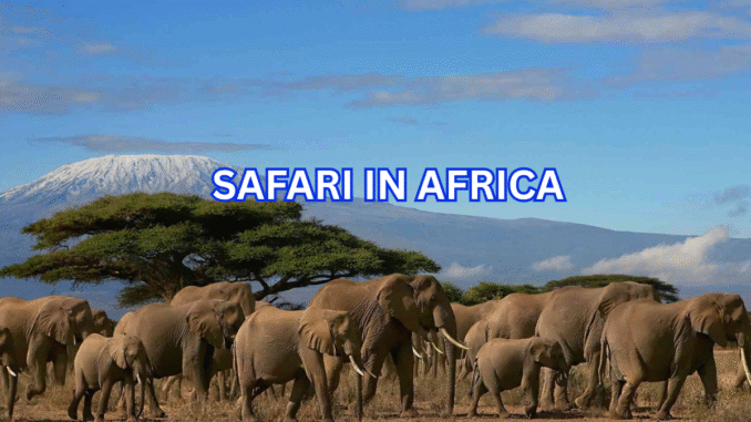 safari in Africa safari in Africa